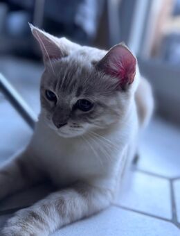 Bengal Ragdoll Kitten suchen liebevolles Zuhause ab sofort - Mechernich Zentrum