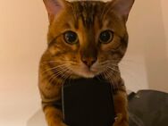 Verkaufe super lieben Begal-Kater - Biberach (Riß)