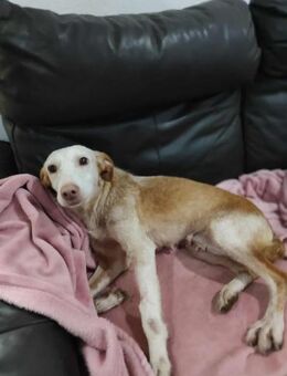 Sanfte Hündin Esperanca - Eichenzell