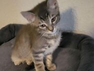 2 kitten 11 Wochen suchen liebevolles Zuhause - Jettingen-Scheppach