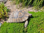 Maurische Landschildkröte, Testudo graeca, weiblich - Eilenburg