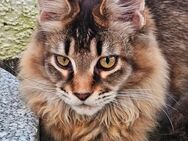 Reinrassiges Maine Coon Mädel - Hagen (Stadt der FernUniversität) Lennetal