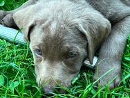 Reinrassige Labradorwelpen zum Abegeben - Göppingen