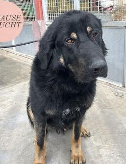 Ruhiger Kuschelbär HECTOR sucht ZH❤️ - Saarbrücken