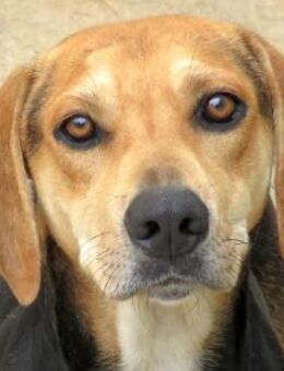 Buckaroo -etwas ungestüm und freundlich- - Oldenburg