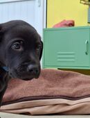Noch *7* Weimaraner/Border Collie Welpen in 32479