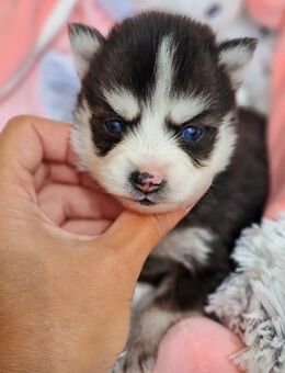 Pomsky F3 Micro & Toy Puppengesicht Bärchentyp Wollycoat - Espelkamp