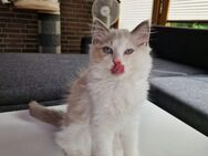 Heilige Birma/ Ragdoll Kitten - Friesoythe