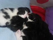 5 Kitten in 10 Wochen abzugeben - Elmshorn