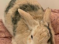 Kaninchenschwestern suchen liebes, neues Zuhause - Hamburg