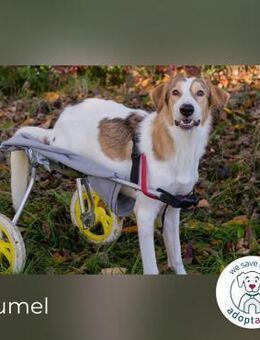 Krumel Die gute Seele mit Kampfgeist - Kirchzell