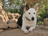 Bolita sucht ihr Lebensziel💚 - Essingen (Rheinland-Pfalz)
