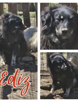 Ediz sucht Kuschelplatz - Bissingen