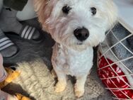 Welpe Malteser Bichon mix - Würzburg