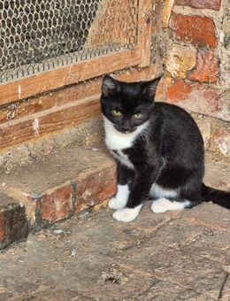 Katzen suchen ein Zuhause - Wust-Fischbeck