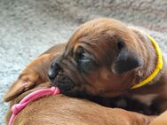 Genetisch gesunde Hündin R.I.GE.P. Gen-Test +VERHALTENSGENE PREMIUM ZUCHT Welpen Rhodesian Ridgeback - Hildesheim