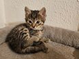 Baby Katzen/Kitten in 69518