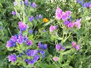 Natternkopf Samen Wildpflanze Bienen Nektar Wildkräuter essbarer Nattern Kopf Wildkräuter Kräuter Natternköpfe Insekten Schmetterlinge mehrjährig Balkonblumen winterhart Deutsches Saatgut Samen Freunde Biene Bio Samen - Pfedelbach