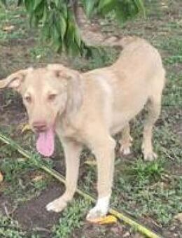 Elmo entzückender verspielter Welpe - Hüllhorst