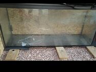 Aquarium zu verschenken 2 - Bruchmühlbach-Miesau