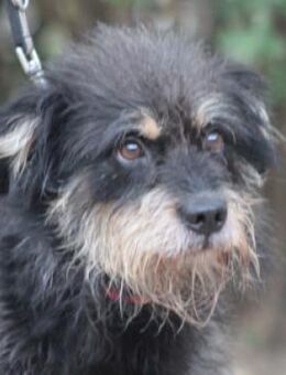 Picknick - lernfähig & schüchtern - Lohmar