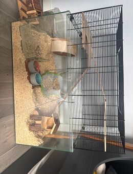Hamster zu verkaufen - Gütersloh Niehorst