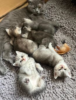 BKH Kitten - Tettenweis