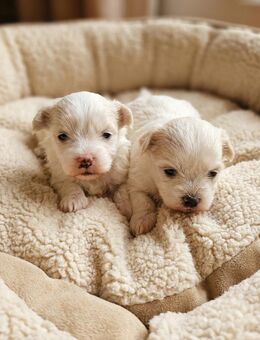 Malshi Welpe – Rüde weiß mit beigen Flecken – geboren am 22.11.2025 - Köln