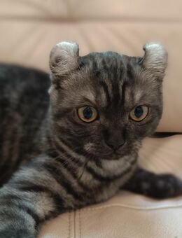 Ab sofort Kitten Mischung BKH-Amerikan Curl - Berlin Charlottenburg-Wilmersdorf