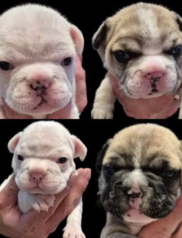 Französische Bulldoggen Welpen - Aachen