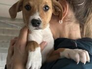 Hundekind JAX sucht Familie mit Herz - Sulzfeld (Baden-Württemberg)