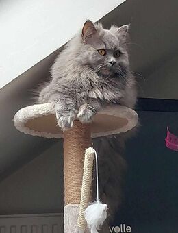 Britische Maincoonmix Katze - Bochum Langendreer