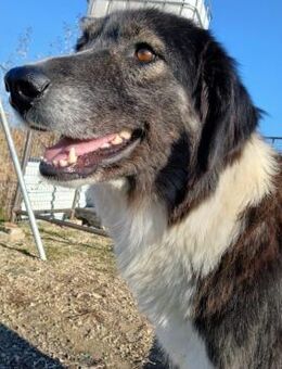 🆘 NOTFALL - sehr liebe, sanfte Zya🆘 - Eislingen (Fils)