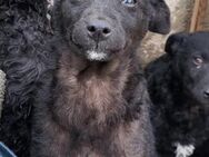 Elsie 💗 süßes, verspieltes Hundemädl - Hamburg