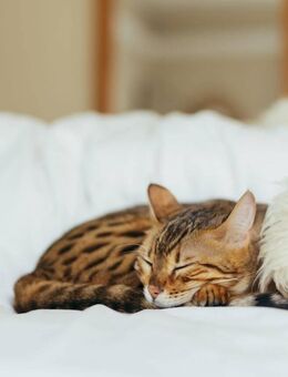 Einziehen und wohlfühlen - Schlüsselfertige Häuser von Bien-Zenker! - Südlohn