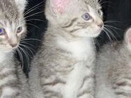Super süße Babykitten - Heinsberg