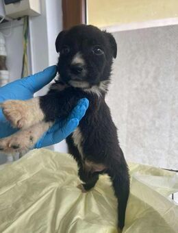 B685 kleiner Rüde sucht sicheres zu Haus - Neuberg