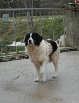 Hugo - Herzbube ist Trumpf - Eixen