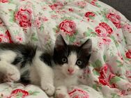 Süße Kitten ab Ende Juli in vertrauensvolle Hände abzugeben - Tönning