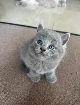 Bkh Kitten - Bereit fürs fürImmerZuhause - Essen
