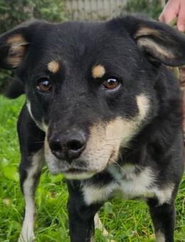 Cvili - Herzenshund sucht sein Glück - Obertshausen