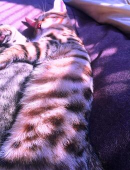 Bengal Siam Mix junge Katzen King, Keva, Belka, Ponna, Karotte und Co - Berlin