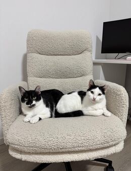 NURIEL & ZIPPY suchen gem. Zuhause! - Berlin