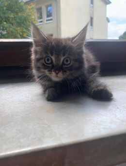 Maine Coon Kitten - Nalbach