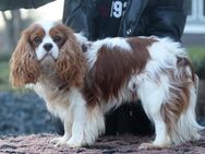 Cavalier King Charles Rüde mit Ahnentafel - Schlüchtern Zentrum