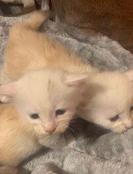 Reinrassige Main Coon Kitten - Duisburg