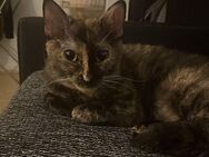 Liebe Katze, 21 Mon. alt, sucht neues Zuhause - Berlin