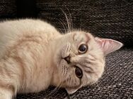 Coco sucht ein Zuhause - Delmenhorst