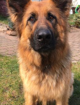 Deutscher Schäferhund Hündin Langstockhaar - Finsterwalde Zentrum