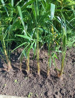 Biete Setzlinge Hanf Palme winterhart - Korschenbroich Zentrum